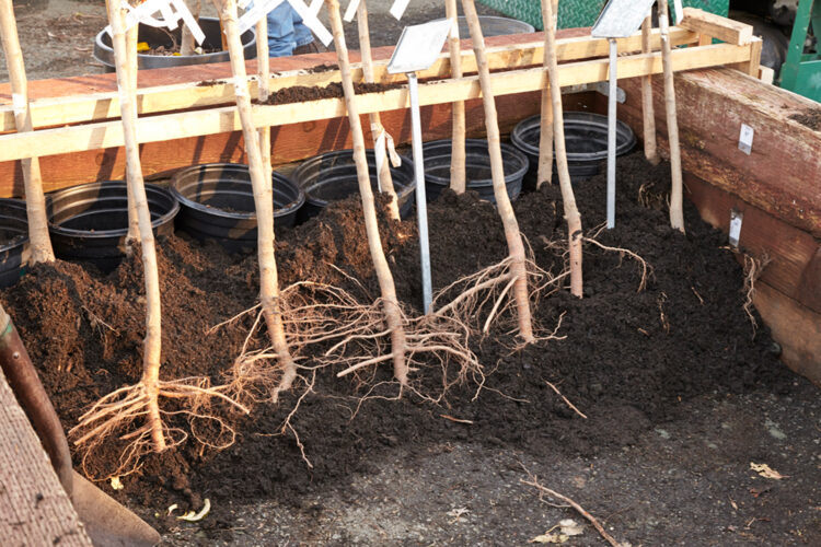 Growing Perfect Fruit Trees: A Guide to Bareroot Planting